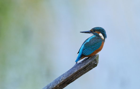 Martin