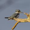 Belted kingfisher