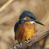 Alcedinidae