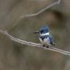 Belted kingfisher