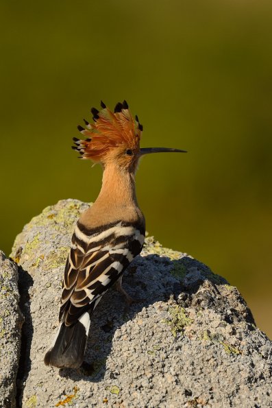 Upupa