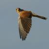 Falconiformes