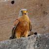 Falconidae