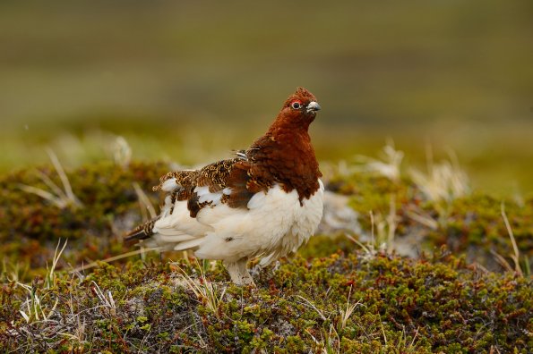 Pernice bianca nordica