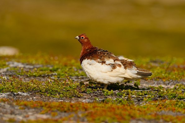 Pernice bianca nordica