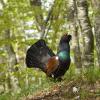 Gallo cedrone