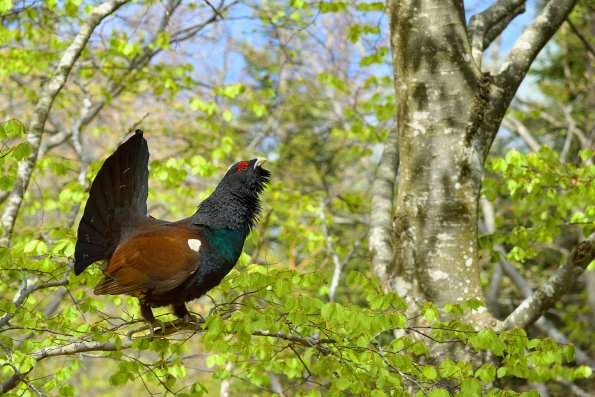 Gallo cedrone