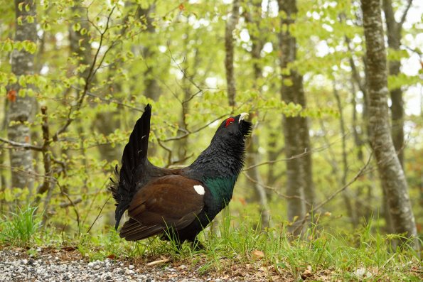 Gallo cedrone