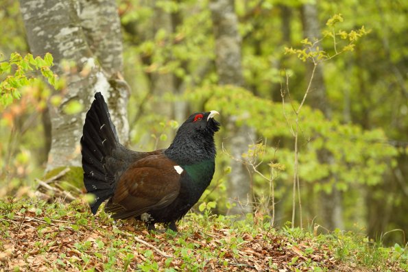 Gallo cedrone