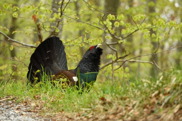 Gallo cedrone
