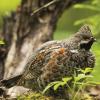 Galliformes