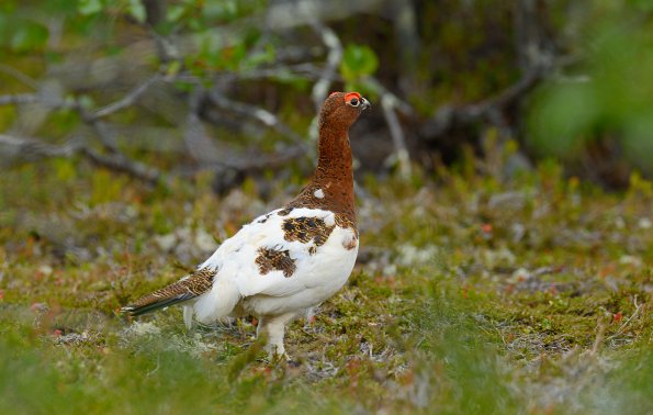 Pernice bianca nordica