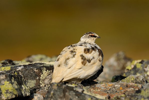 Pernice bianca 