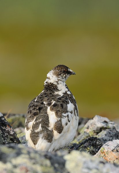Pernice bianca 