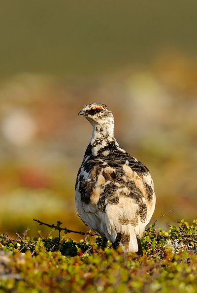 Pernice bianca 