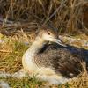 Gaviformes