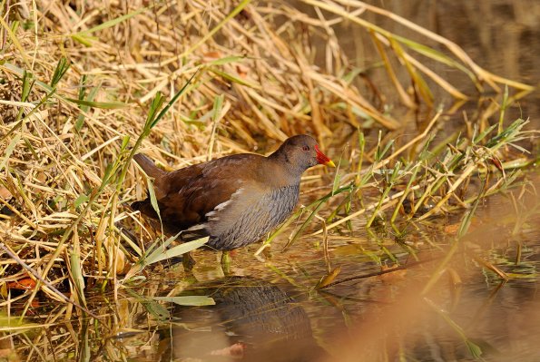 Gallinella d'acqua