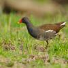 Gallinella d'acqua