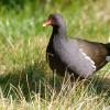 Gallinella d'acqua