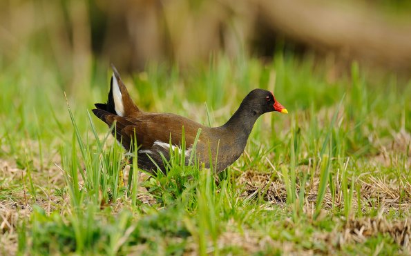Gallinella d'acqua