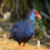 Pollo-sultano
