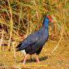Pollo-sultano