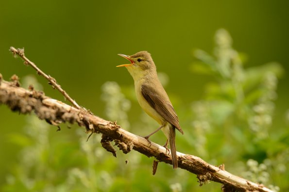 Canapino 