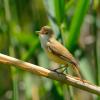 Acrocephalidae