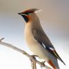 Bombycillidae