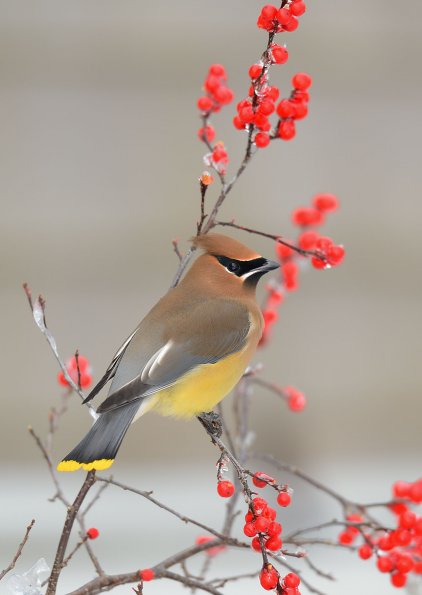 Cedar waxwing