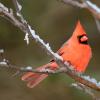Northern cardinal 