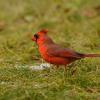 Northern cardinal 