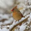 Cardinalidae