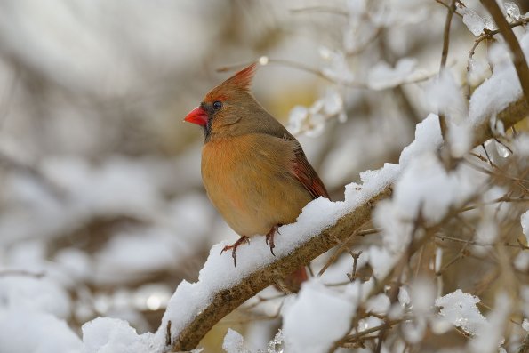 Northern cardinal 