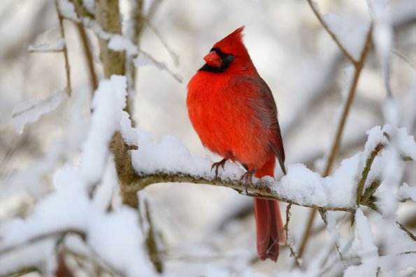 Northern cardinal 