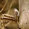 Rampichino alpestre