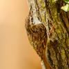 Rampichino alpestre 