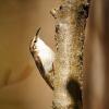 Rampichino alpestre 