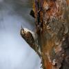 Rampichino alpestre
