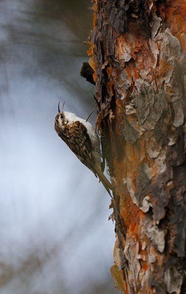 Rampichino alpestre