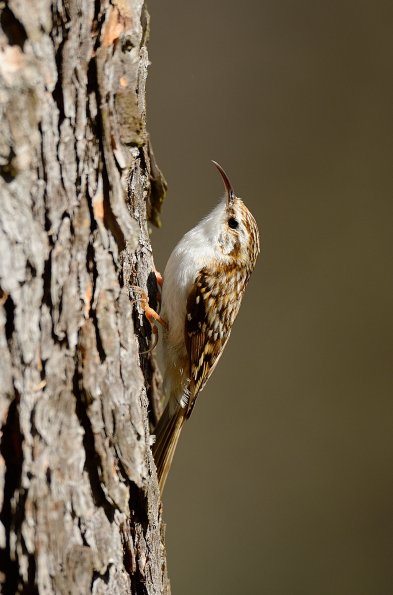 Rampichino alpestre 