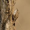 Rampichino comune 