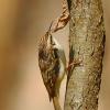 Rampichino alpestre 