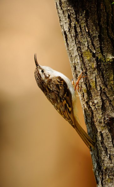Rampichino alpestre