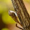 Rampichino alpestre 