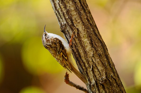 Rampichino alpestre 