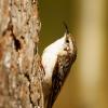 Rampichino alpestre