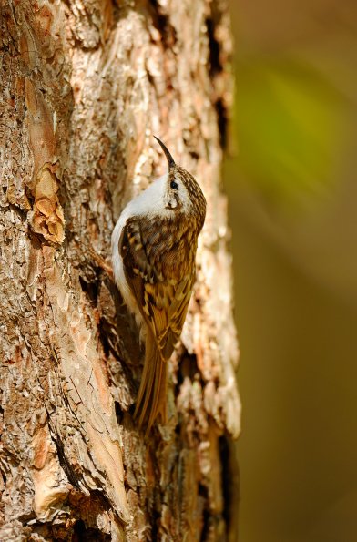 Rampichino alpestre