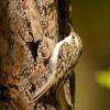 Rampichino alpestre