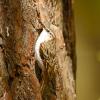 Rampichino alpestre